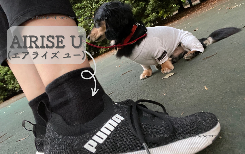 photo_Otter the Dachshund_travel with dogs_hang out with dogs_犬旅ブログ_犬とお出かけブログ_サポートソックス_オッターとAIRISE U